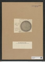 Coscinodiscus robustus Grev. (de-Toni-Nr.: Genus 202, Species 4967) Zeichnungen Sammlung Grunow Nr. 8566 (NHMW-BOT-W0378212)